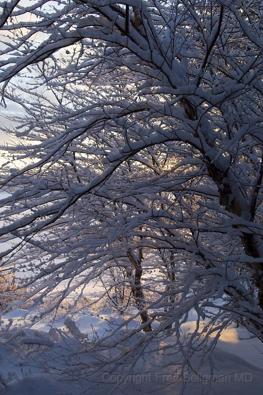 20071228_094140 D2X F.jpg - Winter scene, Happy Tails, Bridgton, Maine